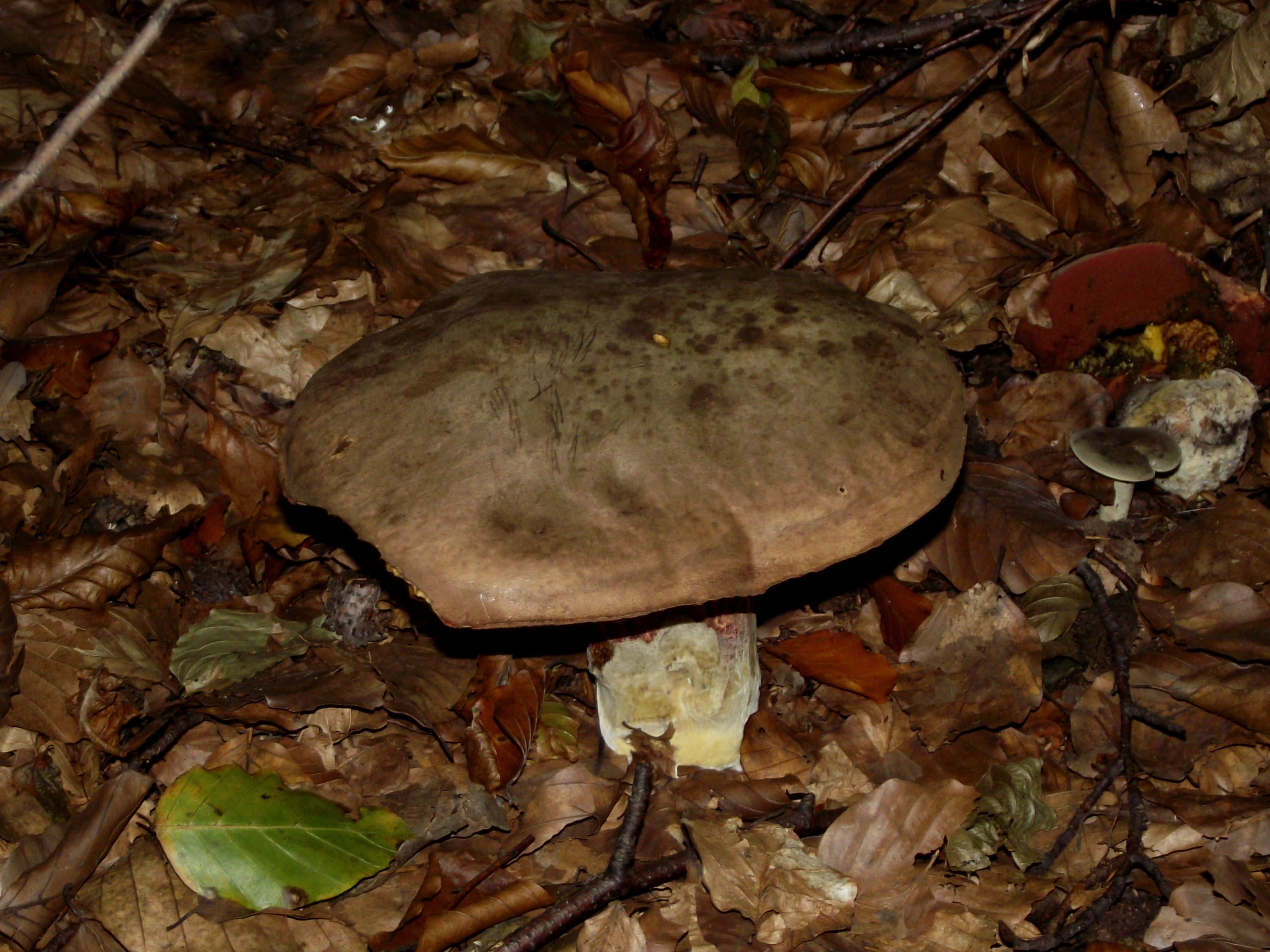Flockenstieliger Hexenröhrling